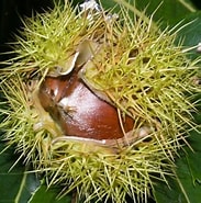 Image result for "castanissa Nationalism". Size: 183 x 185. Source: powo.science.kew.org