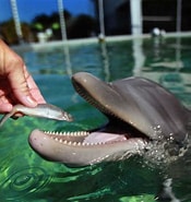 Afbeeldingsresultaten voor dolfijnen dieet. Grootte: 175 x 185. Bron: www.npr.org