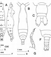Image result for "pareucalanus Sewelli". Size: 166 x 185. Source: copepodes.obs-banyuls.fr