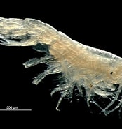Image result for Oedicerotidae. Size: 174 x 185. Source: observation.org