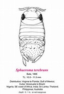 Image result for Thyropus Sphaeroma Klasse. Size: 125 x 185. Source: invasions.si.edu