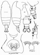 Image result for "pseudochirella Pacifica". Size: 136 x 185. Source: copepodes.obs-banyuls.fr