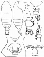 Image result for "pseudochirella Pacifica". Size: 143 x 185. Source: copepodes.obs-banyuls.fr