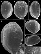 Image result for "ostreopsis Lenticularis". Size: 142 x 185. Source: www.researchgate.net