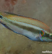 Image result for "symphodus Ocellatus". Size: 176 x 185. Source: reeflifesurvey.com