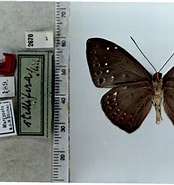 Image result for "hymeraphia Stellifera". Size: 174 x 185. Source: www.butterfliesofamerica.com