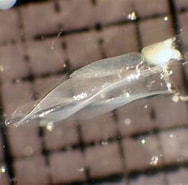 Afbeeldingsresultaten voor "eudoxoides Spiralis". Grootte: 188 x 185. Bron: www.marinespecies.org