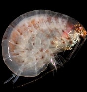 Image result for Ampelisca brevicornis. Size: 176 x 185. Source: www.aphotomarine.com