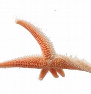 Afbeeldingsresultaten voor Stichasteridae. Grootte: 180 x 185. Bron: www.marinelife.ac.nz