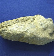 Afbeeldingsresultaten voor Ostreida. Grootte: 178 x 185. Bron: www.mineralienatlas.de