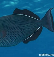 Image result for "melichthys Niger". Size: 176 x 185. Source: reeflifesurvey.com