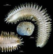 Afbeeldingsresultaten voor "harmothoe Spinifera". Grootte: 181 x 185. Bron: www.marinespecies.org