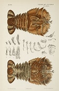 Afbeeldingsresultaten voor Ibacus peronii. Grootte: 120 x 185. Bron: antiqueprintmaproom.com