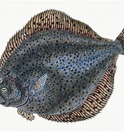 Afbeeldingsresultaten voor Scophthalmidae. Grootte: 174 x 185. Bron: www.flickriver.com