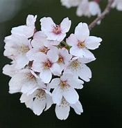 Tw 桜の花 採取 に対する画像結果.サイズ: 176 x 185。ソース: blog.livedoor.jp