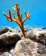Image result for "axinella Alba". Size: 151 x 185. Source: www.dreamstime.com