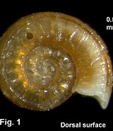 Image result for Omalogyridae. Size: 160 x 185. Source: www.seashellsofnsw.org.au