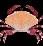 Image result for Liomera loevis. Size: 176 x 185. Source: japanesedecapods.web.fc2.com