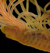 Image result for "cirratulus Cirratus". Size: 176 x 185. Source: aquaculture-fisheriesresearch.blogspot.com