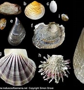 Image result for Pteriomorphia Mollusca. Size: 173 x 185. Source: alchetron.com