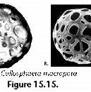 Afbeeldingsresultaten voor "collosphaera Macropora". Grootte: 184 x 115. Bron: www.uv.es
