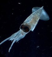 Image result for "Enoploteuthis Anapsis". Size: 169 x 185. Source: www.eol.org