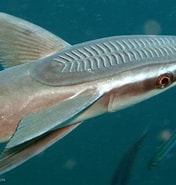 Image result for Echeneis naucrates Feiten. Size: 176 x 185. Source: fishesofaustralia.net.au
