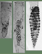 Image result for "xystonella Longicauda". Size: 143 x 185. Source: gallery.obs-vlfr.fr
