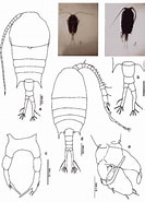 Image result for "temora Discaudata". Size: 133 x 185. Source: copepodes.obs-banyuls.fr