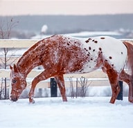 Image result for Morgan County, Colorado Colorado Ranger Horse Stallions At Stud. Size: 192 x 185. Source: farmhouseguide.com