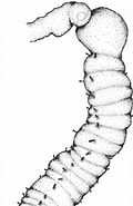 Afbeeldingsresultaten voor "siboglinum Norvegicum". Grootte: 120 x 185. Bron: www.researchgate.net