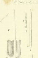 Afbeeldingsresultaten voor "eurypon Lacazei". Grootte: 123 x 185. Bron: www.marinespecies.org