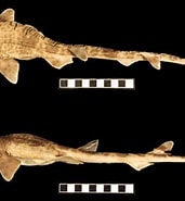 Image result for "schroederichthys Tenuis". Size: 171 x 185. Source: www.researchgate.net
