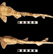 Afbeeldingsresultaten voor "schroederichthys Tenuis". Grootte: 183 x 185. Bron: www.researchgate.net