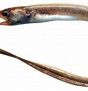 Afbeeldingsresultaten voor "echiodon Dentatus". Grootte: 180 x 184. Bron: adriaticnature.com