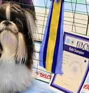 Billedresultat for World Dansk Fritid Husdyr Hunde racer Selskabshunde Shih Tzu. størrelse: 176 x 185. Kilde: happynoise.dk