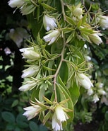 Image result for "stylodictya Aculeata". Size: 153 x 185. Source: www.plantsystematics.org