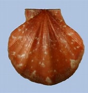Afbeeldingsresultaten voor "pseudamussium Septemradiatum". Grootte: 176 x 185. Bron: conchsoc.org