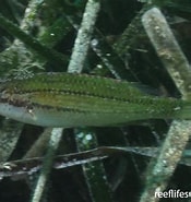 Image result for "symphodus Rostratus". Size: 175 x 185. Source: reeflifesurvey.com