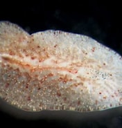 Image result for "cycloporus Papillosus". Size: 176 x 185. Source: www.asturnatura.com