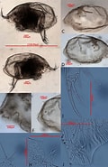 Image result for Euphilomedes interpuncta Rijk. Size: 120 x 185. Source: www.researchgate.net