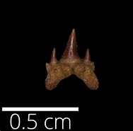 Image result for Arietellus aculeatus Order. Size: 188 x 175. Source: www.cretaceousatlas.org