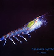 Image result for "euphausia Spinifera". Size: 177 x 185. Source: ecoscope.com