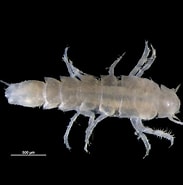 Image result for "macrostylis Spinifera". Size: 183 x 185. Source: www.marinespecies.org