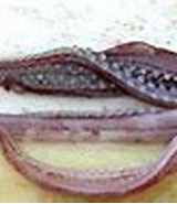 Afbeeldingsresultaten voor "onykia Carriboea". Grootte: 160 x 70. Bron: tolweb.science.oregonstate.edu