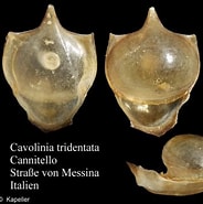 Image result for "cavolinia tridentata Danae". Size: 184 x 185. Source: www.marinespecies.org