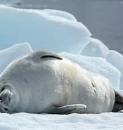 Image result for "arctapodema Antarctica". Size: 176 x 185. Source: poseidonexpeditions.com