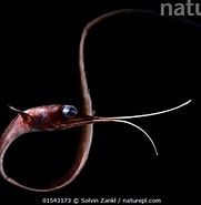 Image result for "nemichthys Curvirostris". Size: 181 x 185. Source: www.naturepl.com