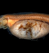 Image result for Cetostoma regani Stam. Size: 172 x 185. Source: fishesofaustralia.net.au