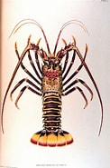 Image result for "panulirus Japonicus". Size: 122 x 185. Source: animal.memozee.com